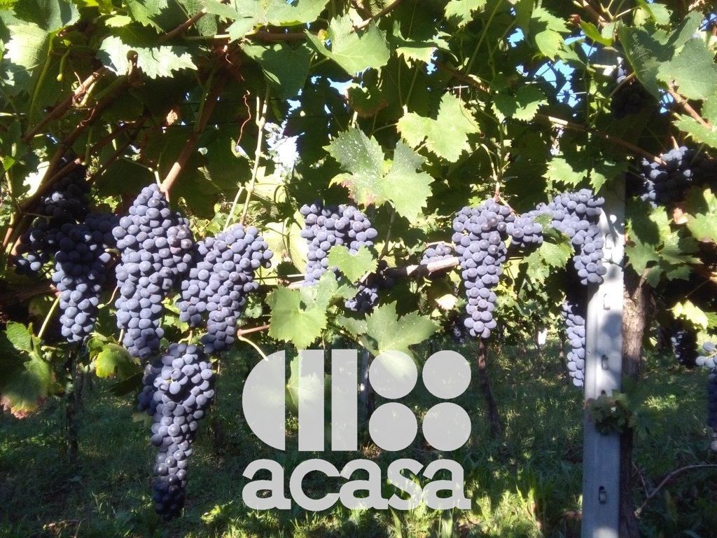 AZIENDA AGRICOLA SAN CARLO