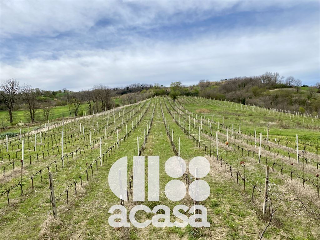 TERRENO AGRICOLO PRIMA COLLINA