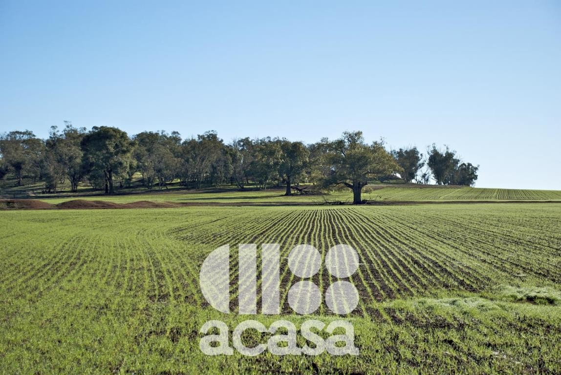 LOTTO EDIFICABILE ARTIGIANALE